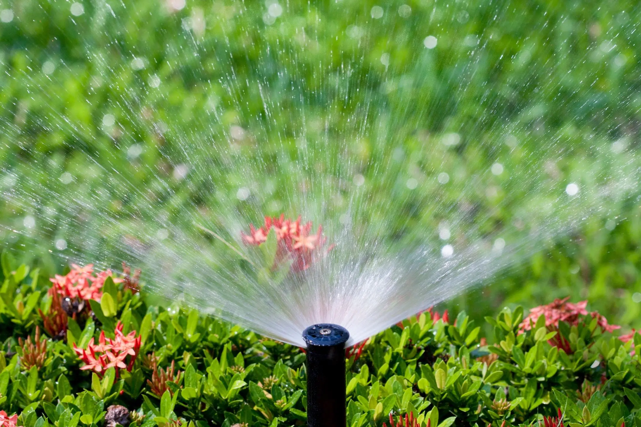 Sprinkler watering vibrant garden plants