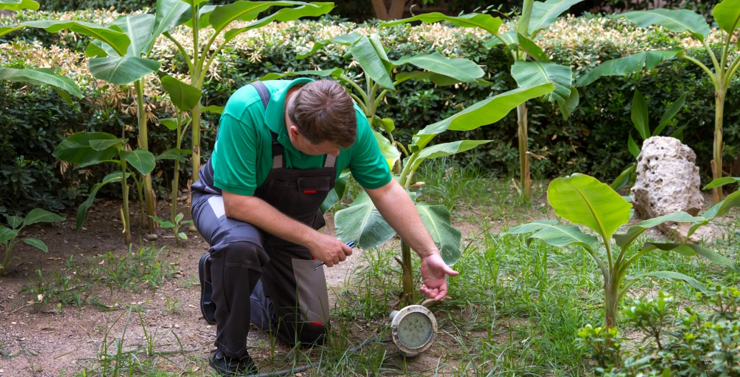 Gardener tending to young banana plants